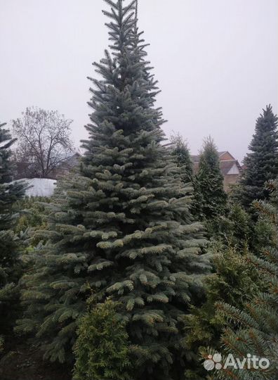 Ёлка 1м