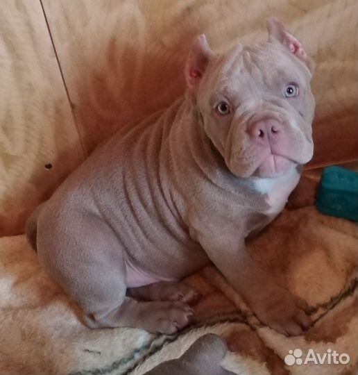 Эксклюзивная Девочка Булли Микро Экзот