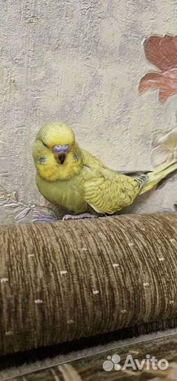 Выстовочный волнистый попугай Чех