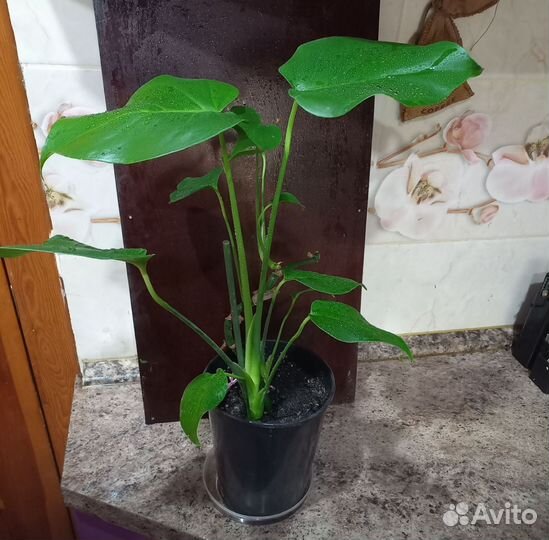 Комнатные цветы. Монстера. Рео.Мята