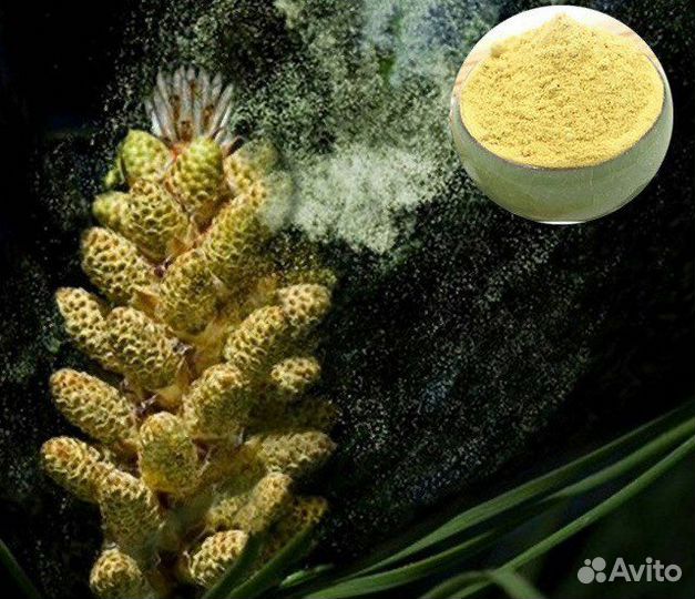 Сосновая пыльца