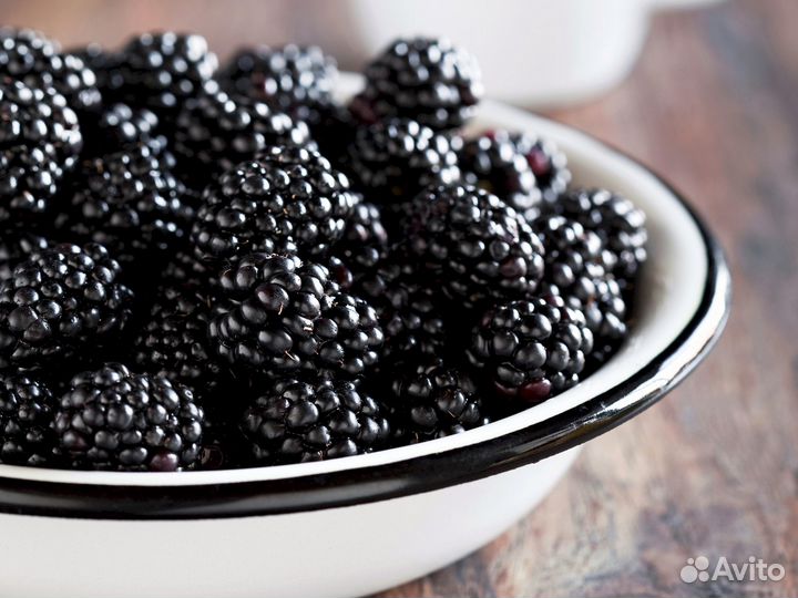 Саженцы ежевики