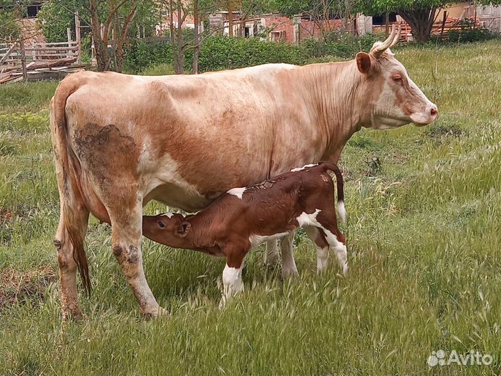 Корова с теленком