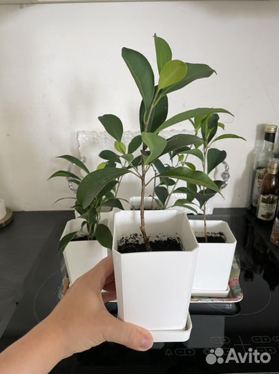Фикус микрокарпа гинсенг укорененный