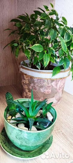 Кактусы и суккуленты