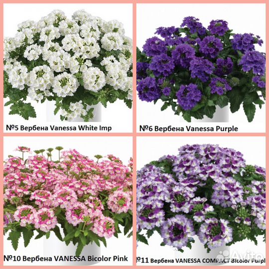 Вербена вегетативная