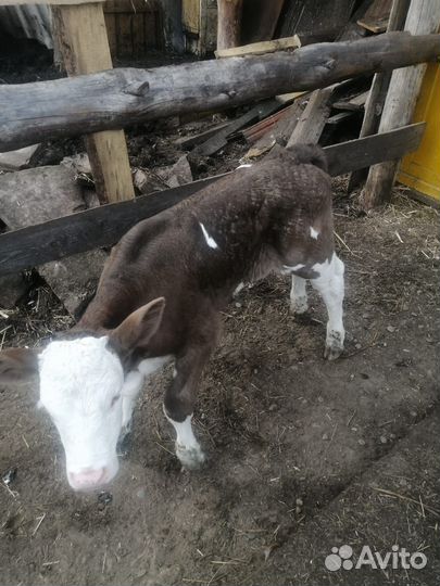 Продам телят