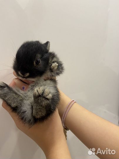 Декоративные кролики