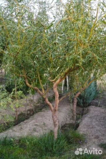 Ива извилистая кудрявая