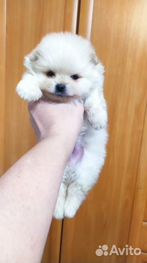 Щенки от питомника