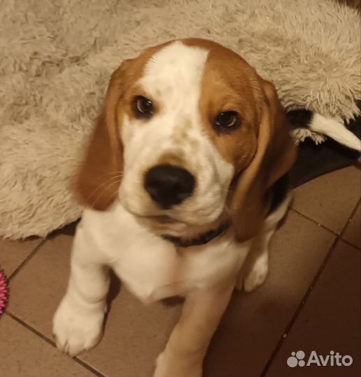 Собаки щенки бигль