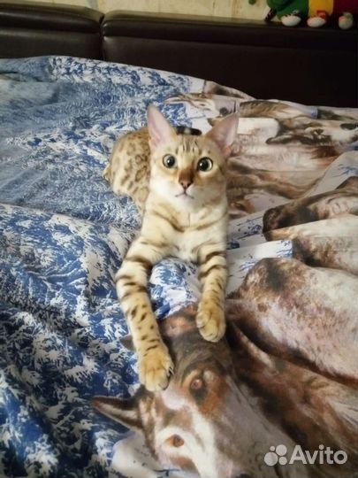 Зоопсихолог. Кинолог. Фелинолог