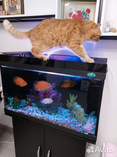 Аквариумные рыбки