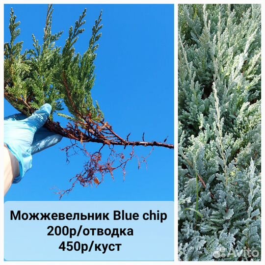 Можжевельник Blue Chip, Книфофия, Овсянница