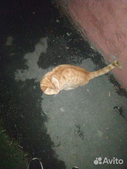 Рыжий ищет дом