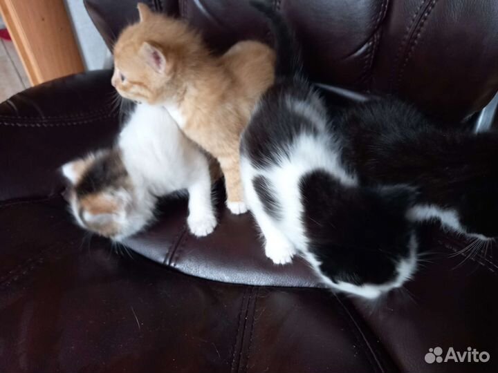 Котята отдам бесплатно