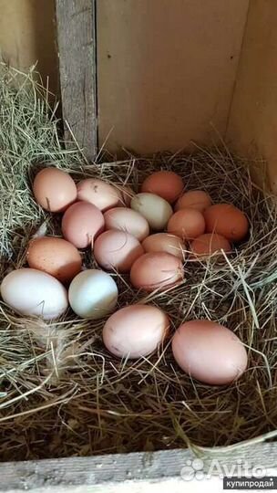 Домашние куриные яйца