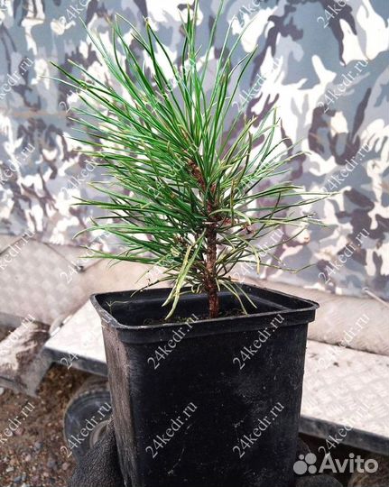 Саженцы кедра от производителя