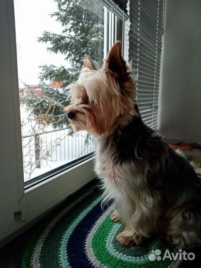 Йоркширский терьер