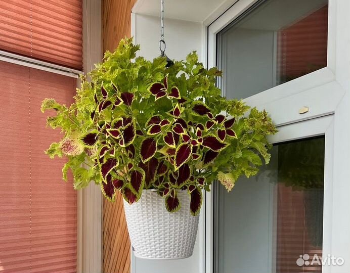 Колеусы разных сортов