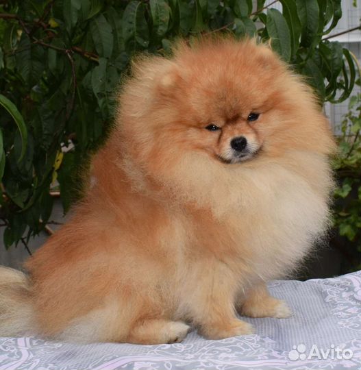 Вязка. Померанский шпиц РКФ