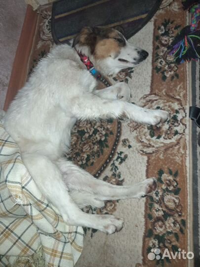 Нежная Альба