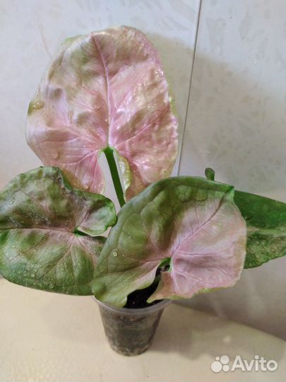 Сингониумы