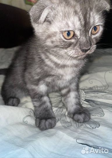 Британские котята