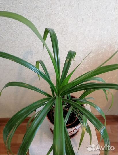 Винтовая пальма Панданус (Pandanus)