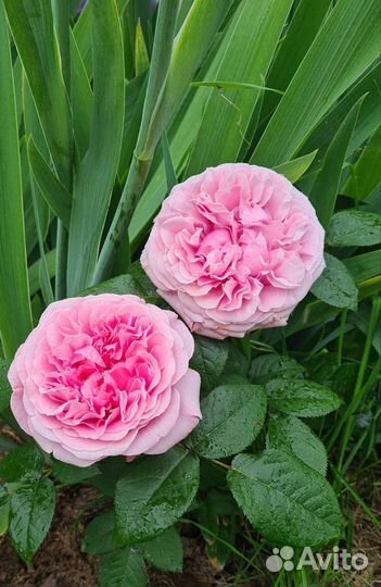 Розы Д. Остина и плетистые в горшках