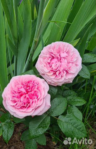 Розы Д. Остина и плетистые в горшках