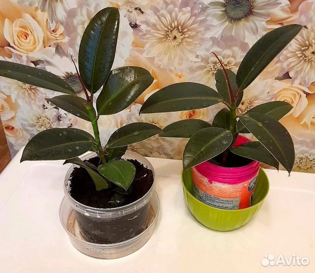 Фикус Эластика низкорослый