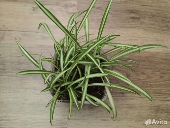 Хлорофитум