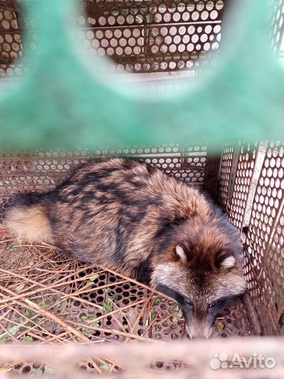 Енотовидная собака, кабель. Продам