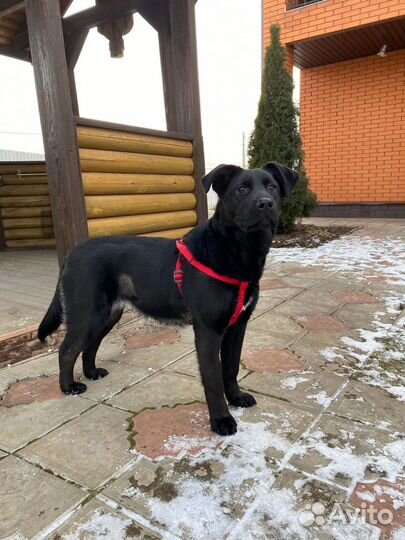 Собака в добрые руки отдам бесплатно