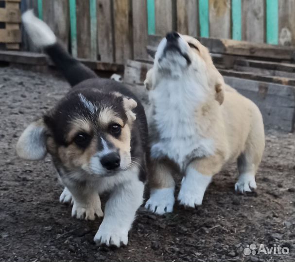 Вельш-корги пемброк