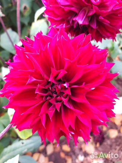 Георгины клубни