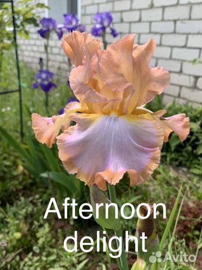 Ирисы сортовые