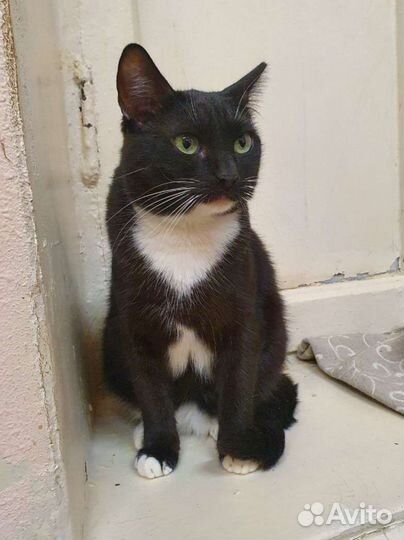 Замурчательная кошка