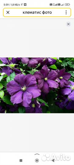 Клематис куст