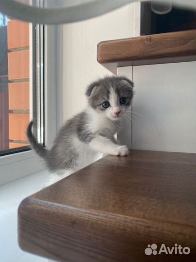 Кошки