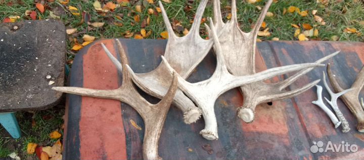 Продам рога лося, косули