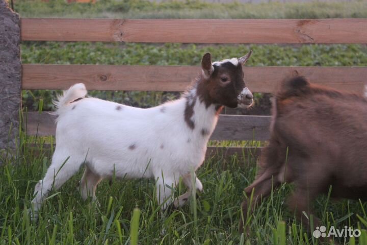 Камеруно-нигерийские козлята