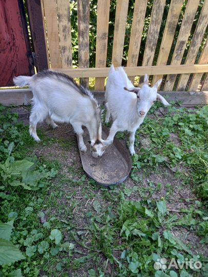 Коза дойная молочная,козёл, козлята