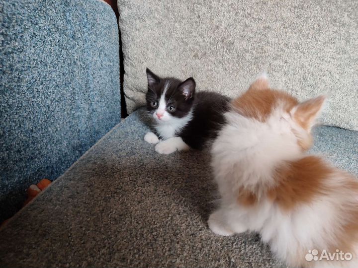 Котята полуперсы