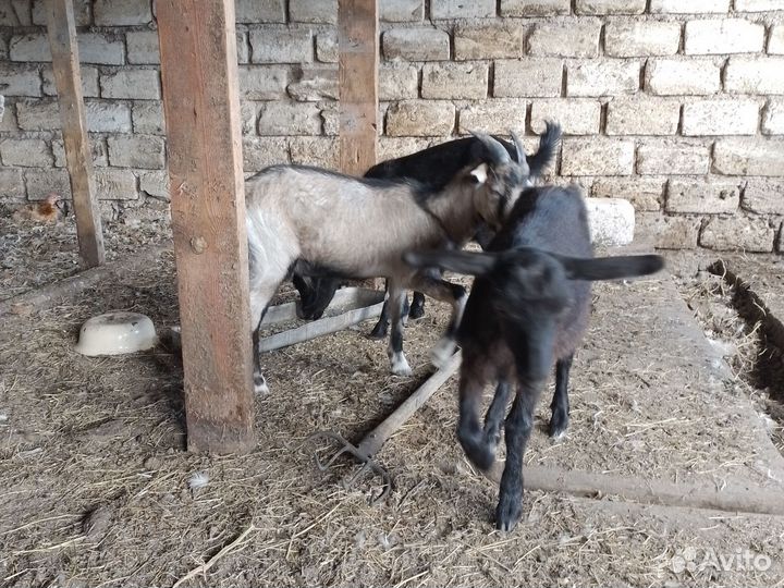 Козлята