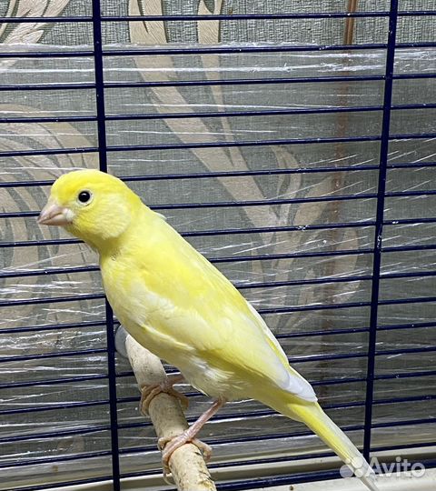 Кенары певчие