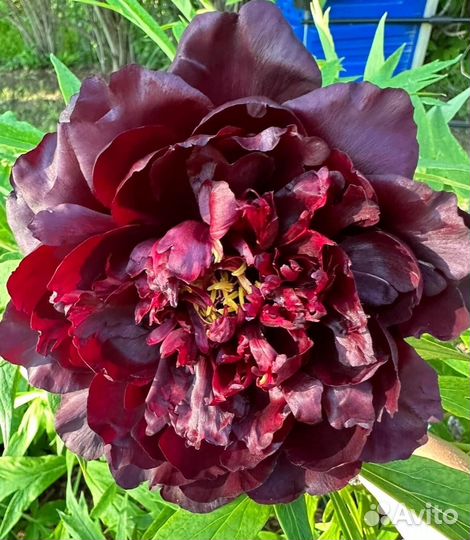 Пион сортовой пионы сортовые