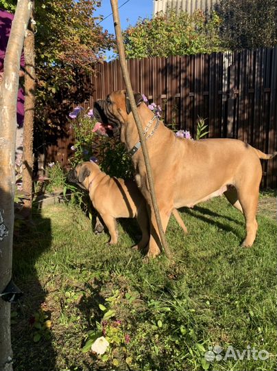 Бульмастиф