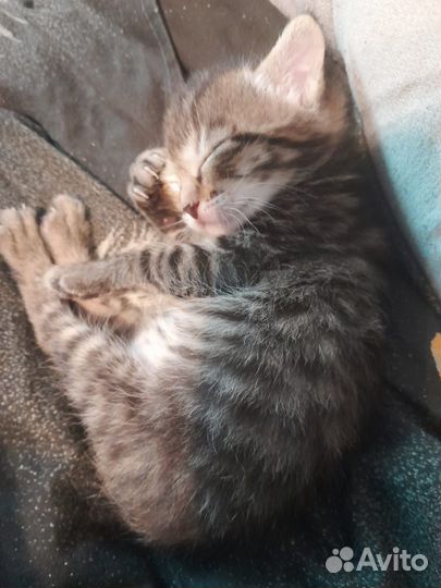 Котята тайской кошки